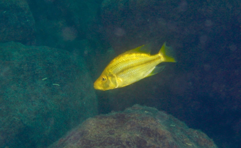 Dimidiochromis compressiceps 'Machili Island'